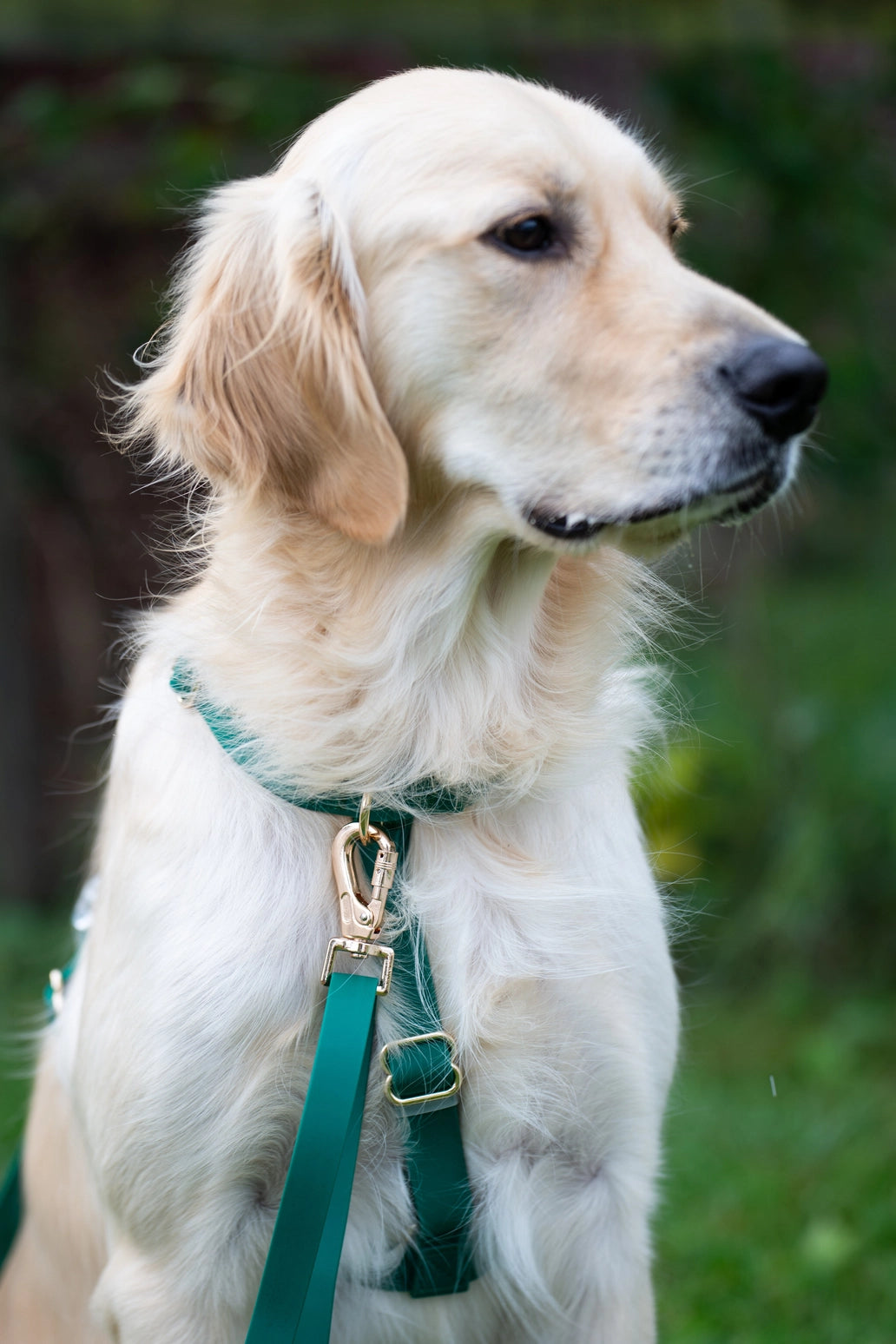 Meadow Green Cloud Lite Dog Harness by Sunny Tails