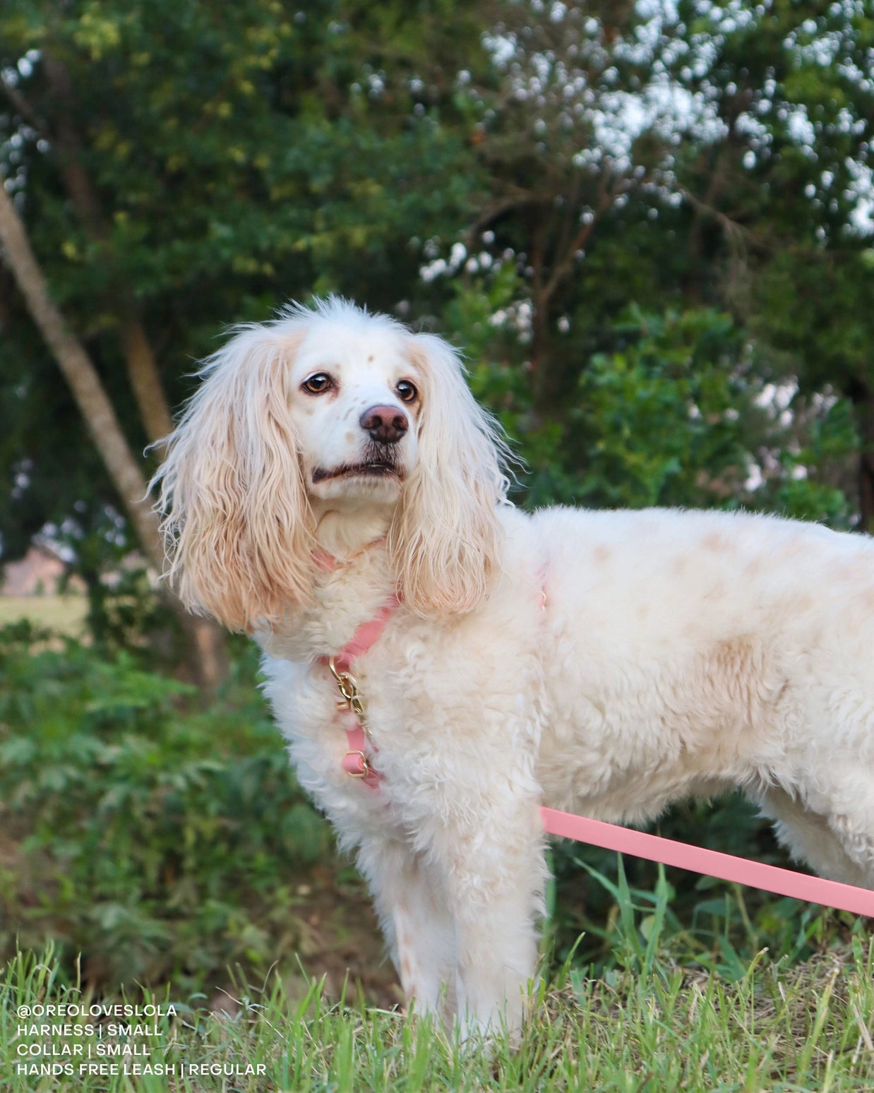 Perfect Pink Cloud Lite Dog Harness by Sunny Tails