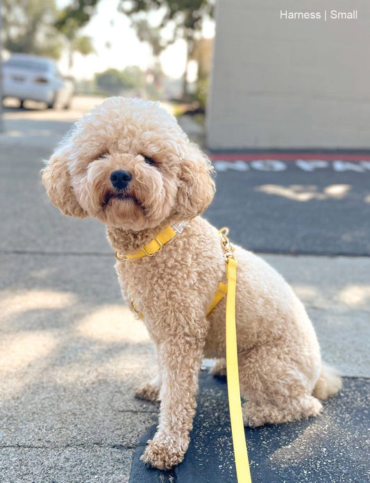 Dandelion Yellow Cloud Lite Dog Harness